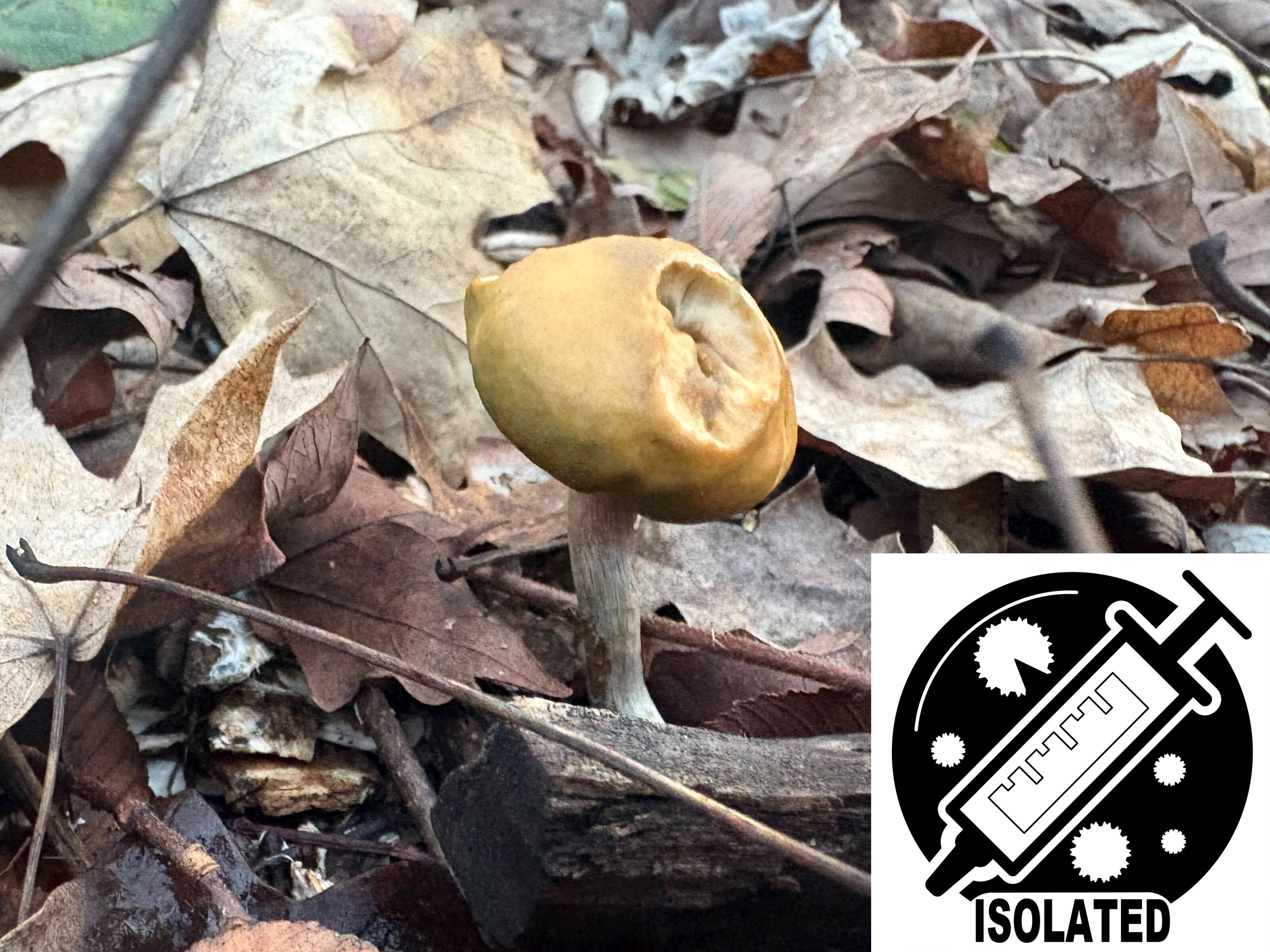 MONTHLY FEATURE - Psilocybe caeruleorhiza : Winter Teacher Spore Isolate Syringe